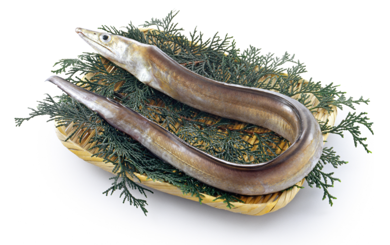 行橋産 鱧 骨切り加工済み