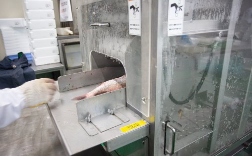 水圧式自動ウロコ取り機